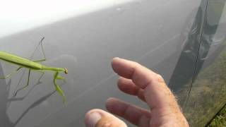 Funny Video Praying Mantis Bug High Five Make you laugh