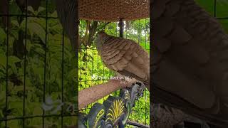 Download lagu Zebra Dove call Bird sounds for relaxations 141 #birds #birdsounds #birdsoundscape #birdsong #animal mp3