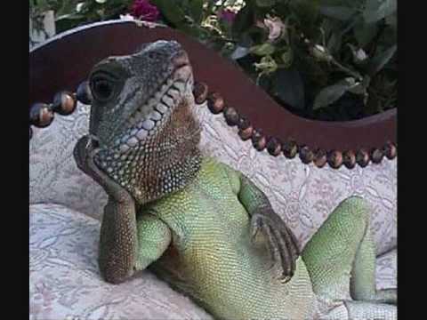 Mighty Sparrow - The Lizard