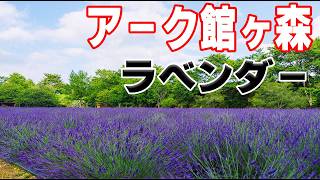 【旬な情報】行ったことなかった「Ark館ヶ森」で、今ラベンダーが見ごろらしい。【岩手県】