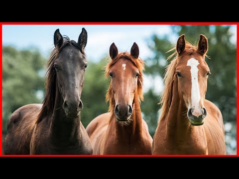 Sonidos de Caballos galopando y relinchando