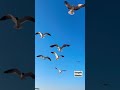 Cheetos Seagull Attack