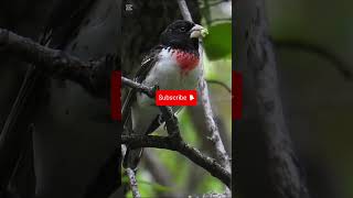 Download lagu Rose breasted Grosbeak #birdsong #nature #birds #birdsounds #wildlife #aves #naturesvoice#passaros mp3 Download lagu Rose breasted Grosbeak #birdsong #nature #birds #birdsounds #wildlife #aves #naturesvoice#passaros mp3