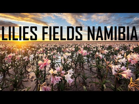 LILIES FIELDS SANDHOF FARM MALTAHOHE AREA SOUTHERN NAMIBIA | ПОЛЯ ЦВЕТУЩИХ ЛИЛИЙ В ЮЖНОЙ НАМИБИИ