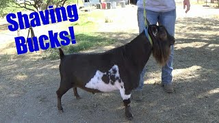 BUCK SPA DAY (LUCKY &amp; CHAMP)