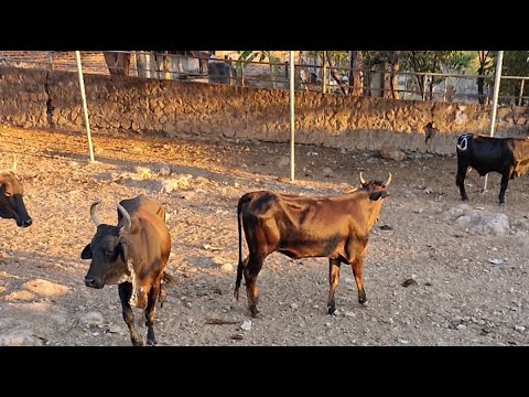Santa Rosa de Lima, La Unión Norte, El Salvador, sábado 27 de diciembre 2025