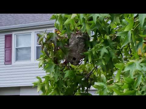 Bald-Faced Hornets Sting Communters in Toms River, NJ