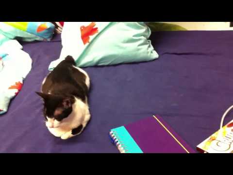 Barton woken up by koel bird's call