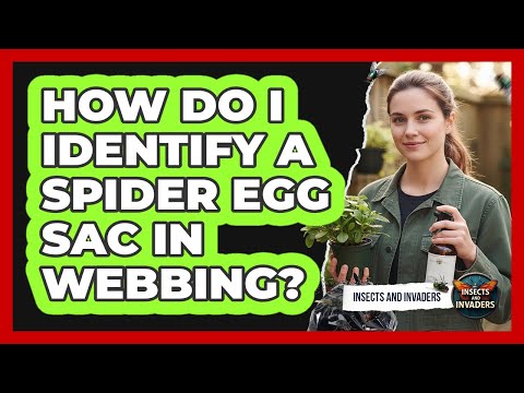How Do I Identify A Spider Egg Sac In Webbing? - Insects and Invaders