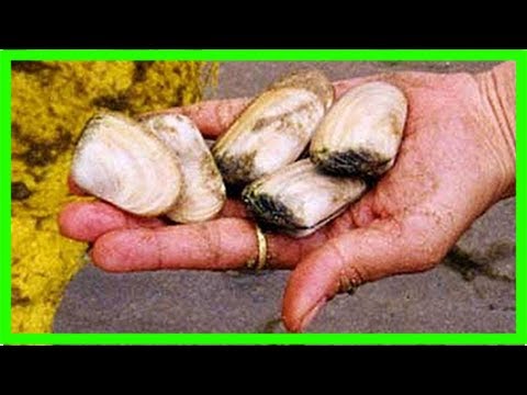 Marine biotoxin public health warning - the bay's news first