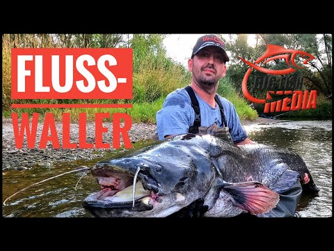 Auf Waller am Fluss: Aktiv angeln mit Tauwurm | Gregor trifft den Profi