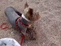 Шерлок производит раскопки Шерлок производит раскопки