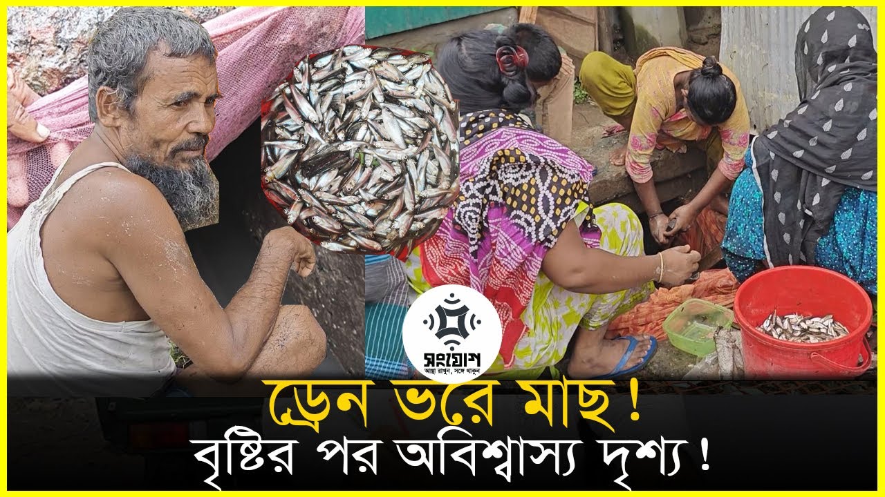 ড্রেন ভরে উঠলো মলা মাছ!