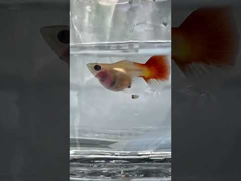 guppy fish giving babies #aquarium #feeds