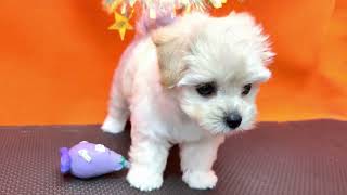 ハーフ犬の動画01