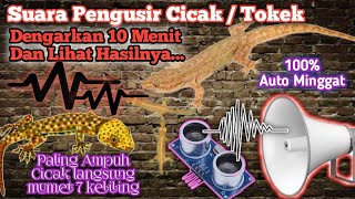 Download lagu Suara Pengusir Cicak / Tokek dari Rumah 100% Ampuh langsung Minggat mp3 Download lagu Suara Pengusir Cicak / Tokek dari Rumah 100% Ampuh langsung Minggat mp3