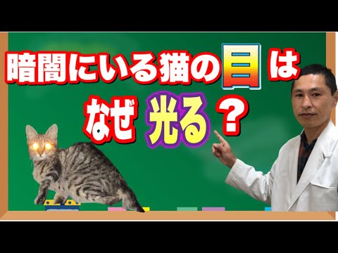 猫の目はなぜ暗闇で光るのか