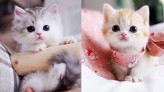 Baby Cats - Cute and Funny Cat Videos Compilation #59 | Aww Animals