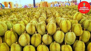Amazing Durian Farming,China is the World Largest importer of Durian, World Largest DurianPlantation