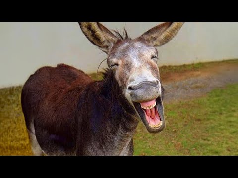 Les vidéos d'animaux les plus drôles de l'internet