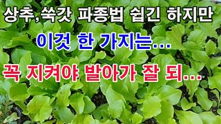 상추, 쑥갓 쌈채소 파종하기, 비교적 쉽지만 이것 한 가지는 꼭 지켜야 발아가 잘 되...(상추, 로메인, …