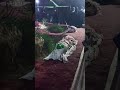 Madine Me Ye Kaisa Kafila Salar Hai Amma New NohaY