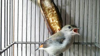 Download lagu Suara Kemade Betina gacor Memanggil prenjak jantan | Pancingan Kemade Bahan mp3 Download lagu Suara Kemade Betina gacor Memanggil prenjak jantan | Pancingan Kemade Bahan mp3