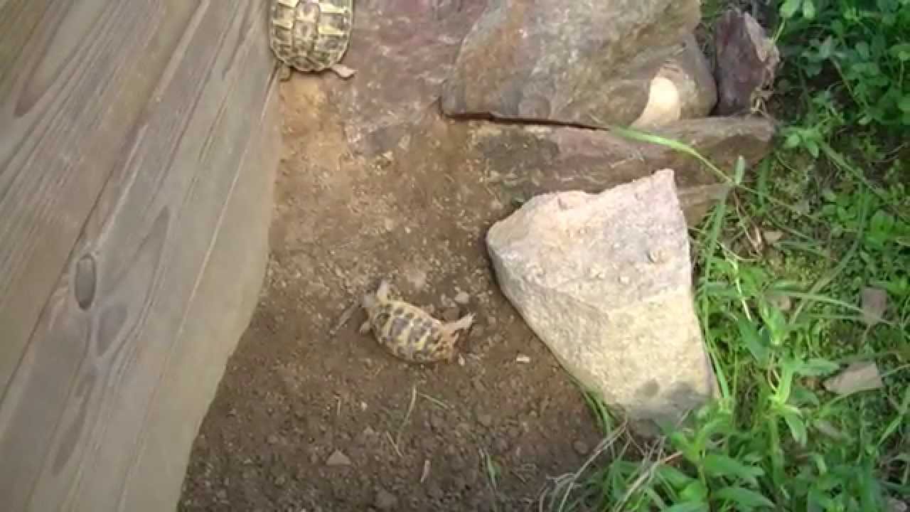 Watch video Tortues hermann sur le dos . Tortues hermann sur le dos .
