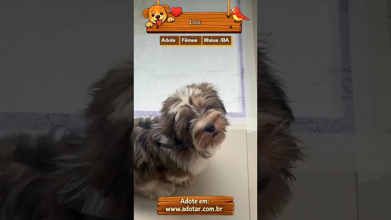 Cachorro raça SRD-ViraLata idade 2 a 6 meses nome Lua