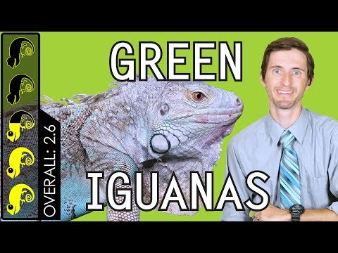 Green Iguana, The Best Pet Lizard?