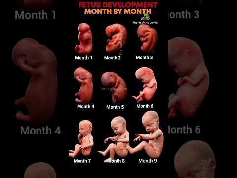 Fetus Development Inside the Womb Month by Month #baby #fetusdevelopment #pregnancy