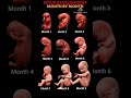 Fetus Development Inside the Womb Month by Month #baby #fetusdevelopment #pregnancy
