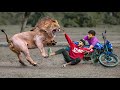 Lion Attack Man in Forest | Lion Attack Hunter | Lion Attack Stories