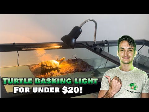 The BEST Cheapest Basking Light for a Turtle (only $18)