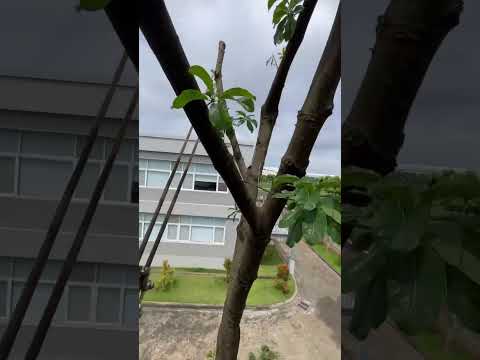 Dự Án Cưa Cây Tại Công Ty TNHH Công Nghiệp Xing Feng
