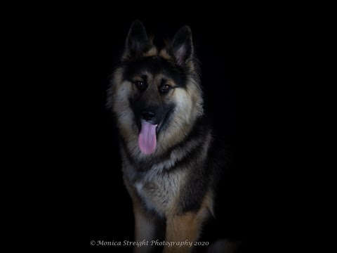 Willie | 8mth Husky/German Shepherd Mix | Best Trained Dogs of OR | Portland OffLeash K9 Training
