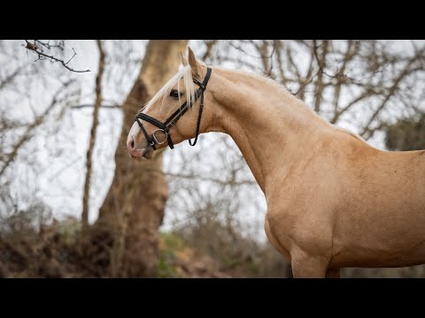 Horse for Sale |  Piro free palomino youngster by Riopele (REF#709)