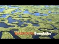 BLACKOUTS - EVERGLADES