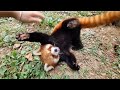 Red Pandas Are Like Puppies #cute #redpanda