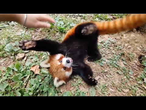 Red Pandas Are Like Puppies 