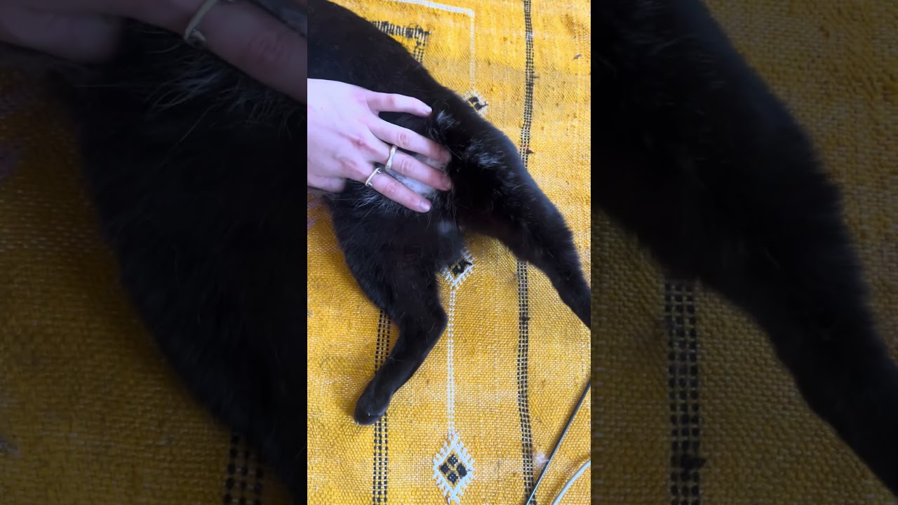 Enlarge Phantom, a ADOPTABLE American Shorthair in Brooklyn, NY video 5/5
