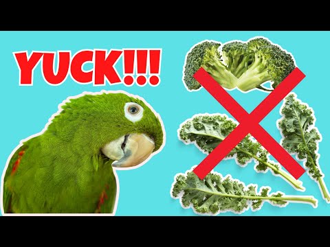 4 Strategies for Diet Conversion - How to Get Parrots to Eat Fresh Vegetables in a Healthy Diet