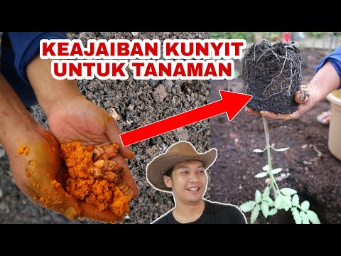 , title : 'Asli KAGET !!!, Efek Kunyit parut untuk Tanaman || 100% real effect of turmeric for plants'