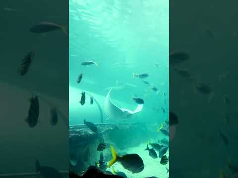 Our visit to Sea life, Sydney: As told by Anarghya! ಸೀ ಲೈಫ್, ಸಿಡ್ನಿ: ಅನರ್ಘ್ಯಳ ಅನುಭವದಲ್ಲಿ!