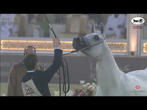 N 210 FARONA   Katara International Arabian Horse Festival   Mares 7 10 Years Old Class 8B