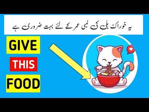 The Ultimate Guide to Cat Nutrition🐱: Tips and Tricks