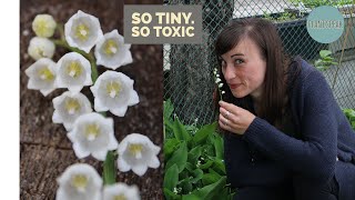 Lily of the Valley - how to grow/convallaria majalis/toxic/invasive plant