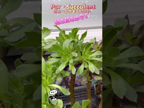 多肉植物を屋外に植える時期はいつですか?それらをうまく植えて維持するにはどうすればよいでしょうか？  庭園