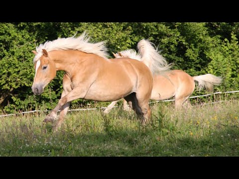 Album - La découverte de l'Haflinger, un cheval qui a un tempérament à la mesure de son succès
