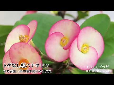 キョウチクトウは霜を恐れますか？冬に低木を保存するにはどうすればよいですか？  庭園